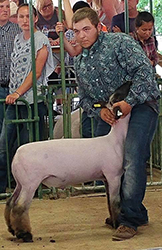 Plank Sheep Co. Winners
