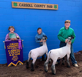 Plank Sheep Co. Winners