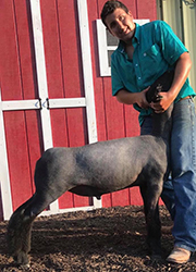 Plank Sheep Co. Winners
