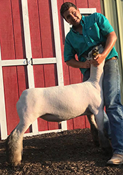 Plank Sheep Co. Winners