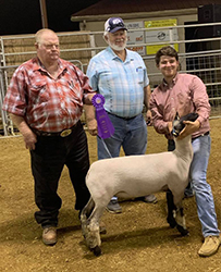 Plank Sheep Co. Winners