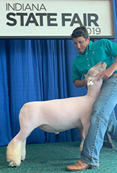 Plank Sheep co. Winners