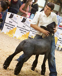Plank Sheep Co. Winners
