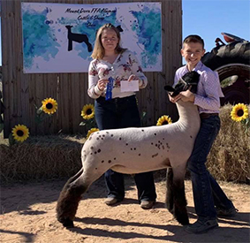 Plank Sheep Co. Winners